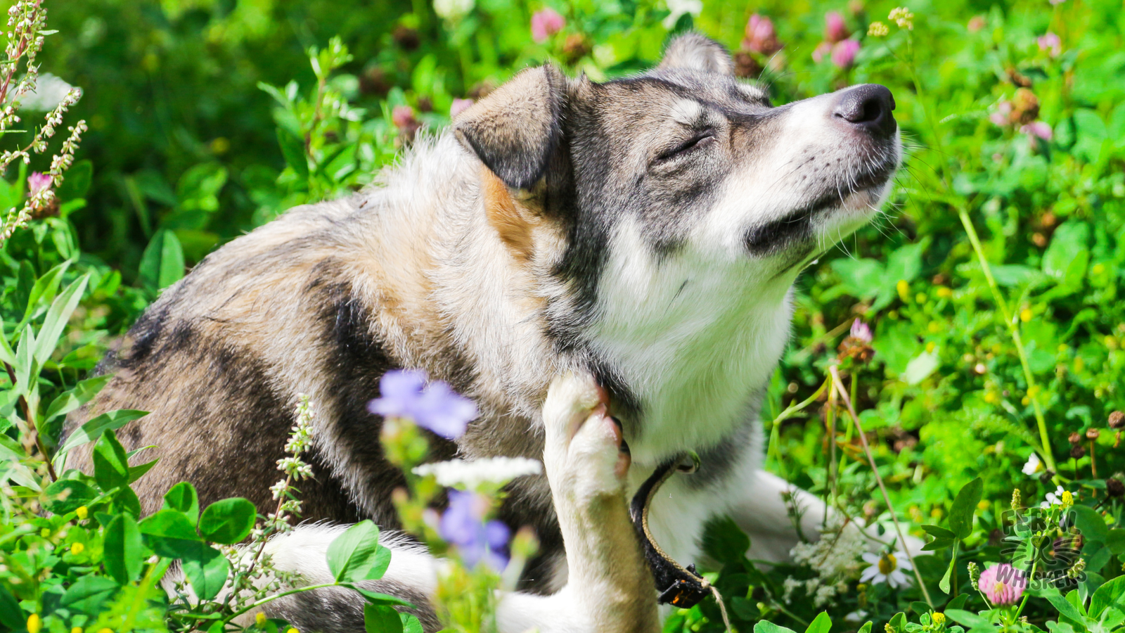 Dog Mites: Mange, Ear Mites & Skin Care Made Simple