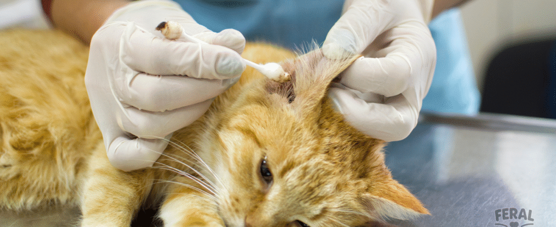 Ear Mites in Cats: Causes, Symptoms, Treatments & Holistic Care