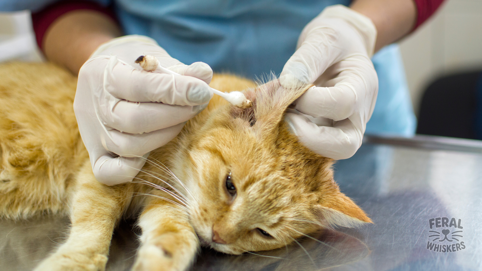 Ear Mites in Cats: Causes, Symptoms, Treatments & Holistic Care