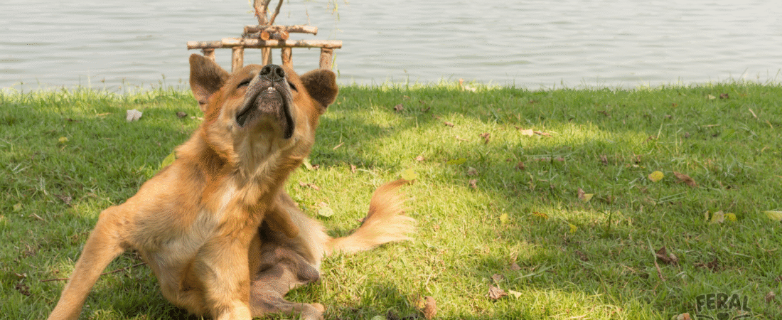 Tick-Borne Diseases in Dogs: Symptoms, Vet Treatment & Prevention Guide