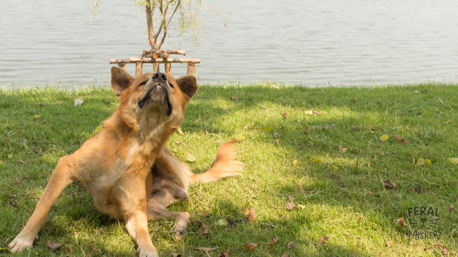 Tick-Borne Diseases in Dogs: Symptoms, Vet Treatment & Prevention Guide