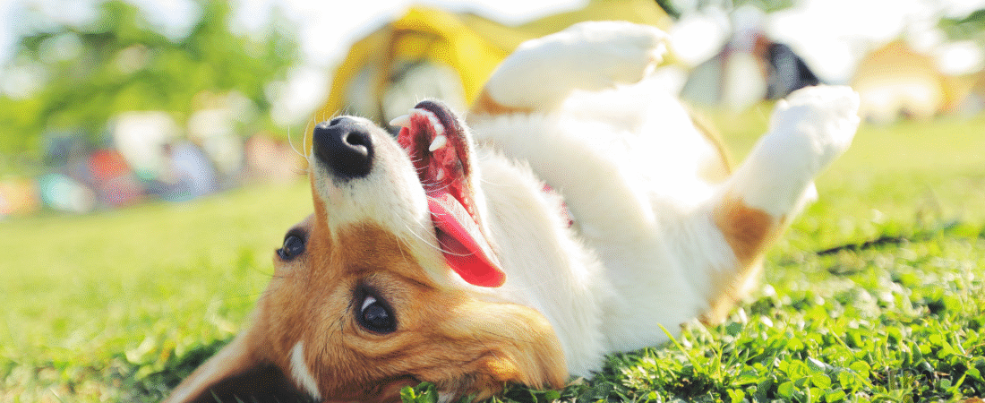 Understanding Canine Body Language: What Your Dog Is Really Saying