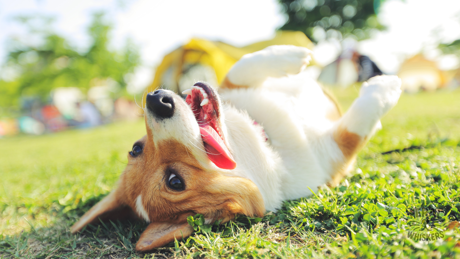Understanding Canine Body Language: What Your Dog Is Really Saying