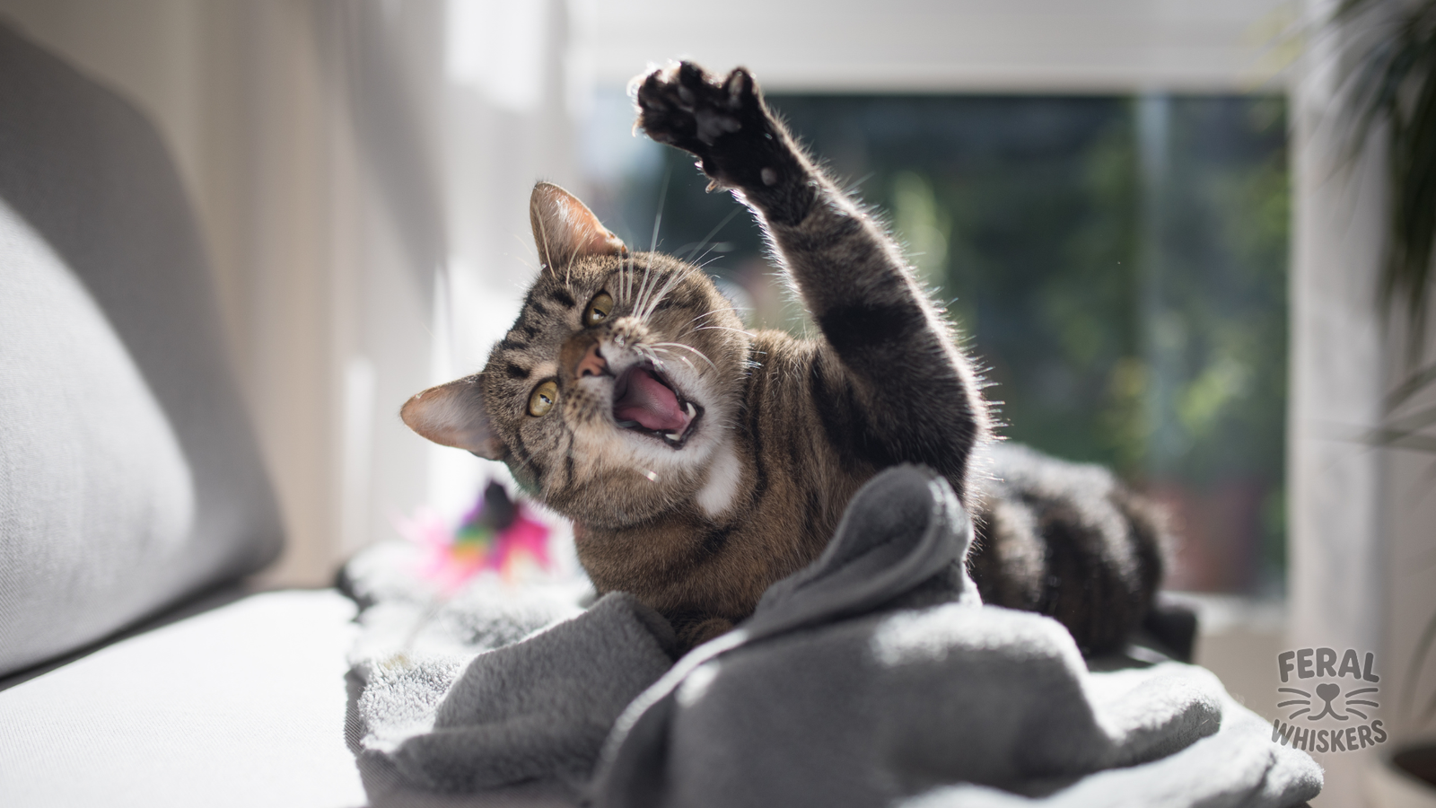 The Zoomies Phenomenon: Why Your Cat Suddenly Becomes a Furry Rocket