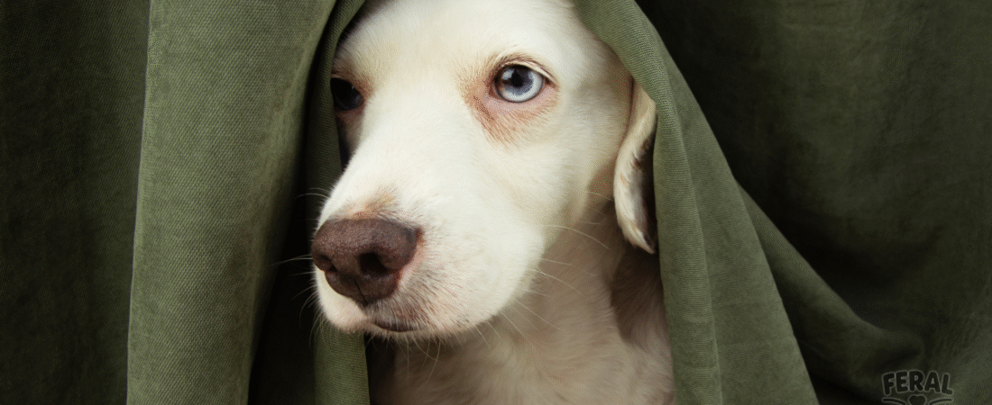 Separation Anxiety in Dogs: Causes, Signs, and Gentle Solutions