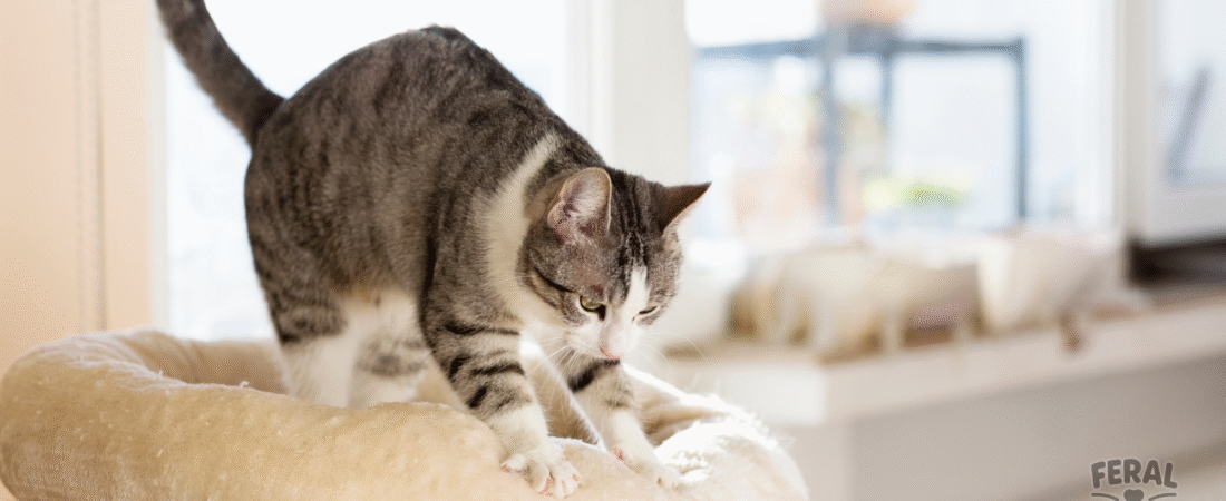 The Kneading Ritual: Why Your Cat Is Making Biscuits (on Your Lap, Blanket, or Head)