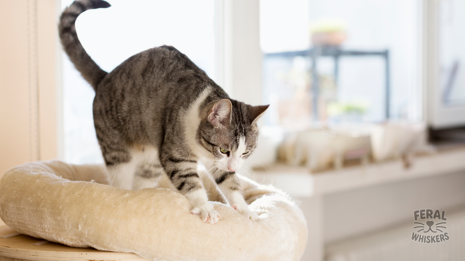 The Kneading Ritual: Why Your Cat Is Making Biscuits (on Your Lap, Blanket, or Head)