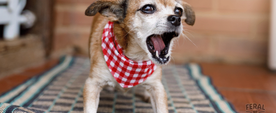 Why Dogs Bark (and How to Manage It Without Yelling)