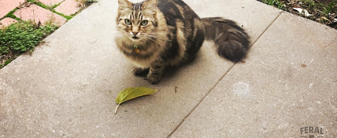 The “Gift” Giver: Decoding Your Cat’s Hunting Trophies (Dead Mouse… or Sock)