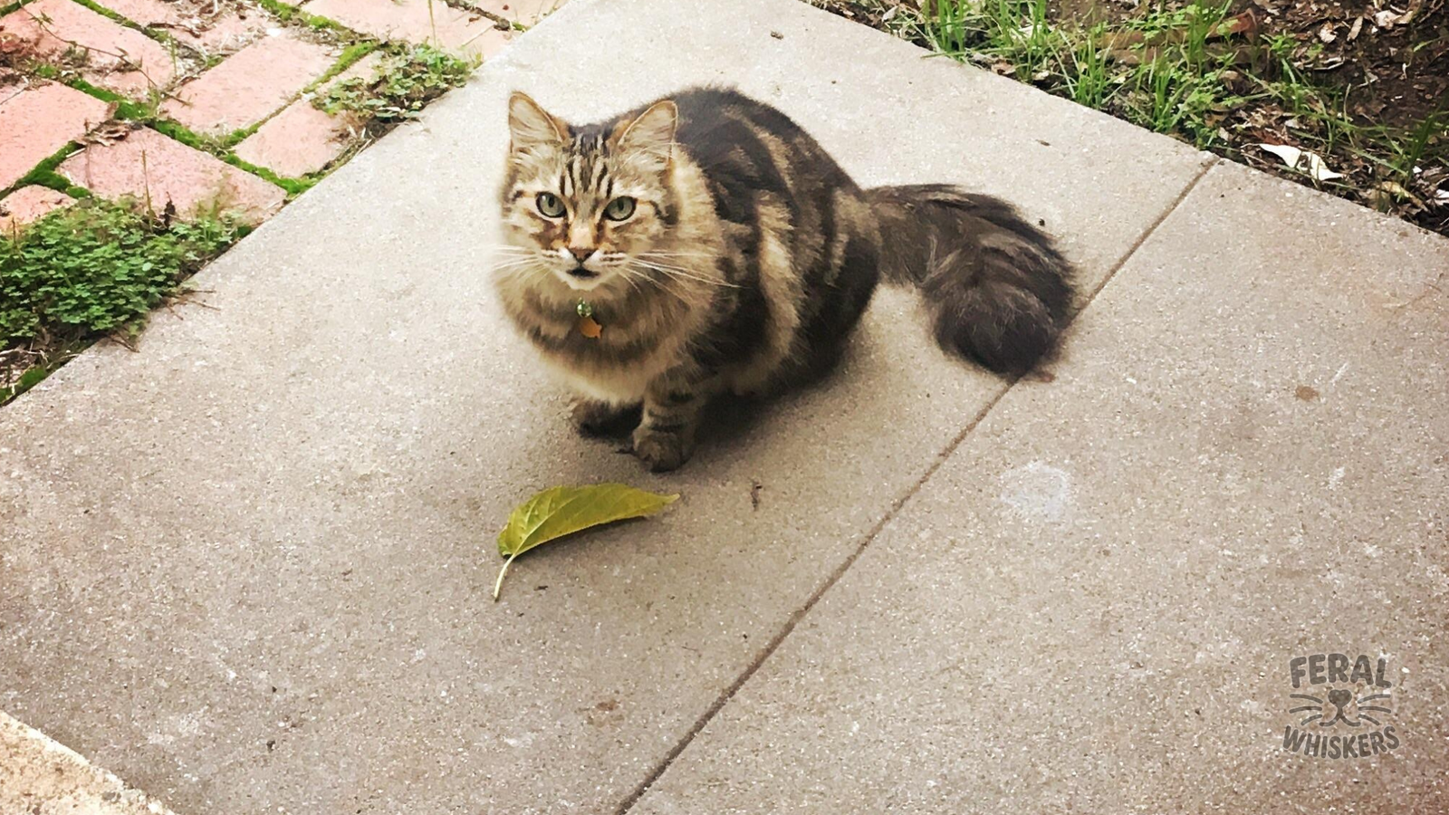 The “Gift” Giver: Decoding Your Cat’s Hunting Trophies (Dead Mouse… or Sock)