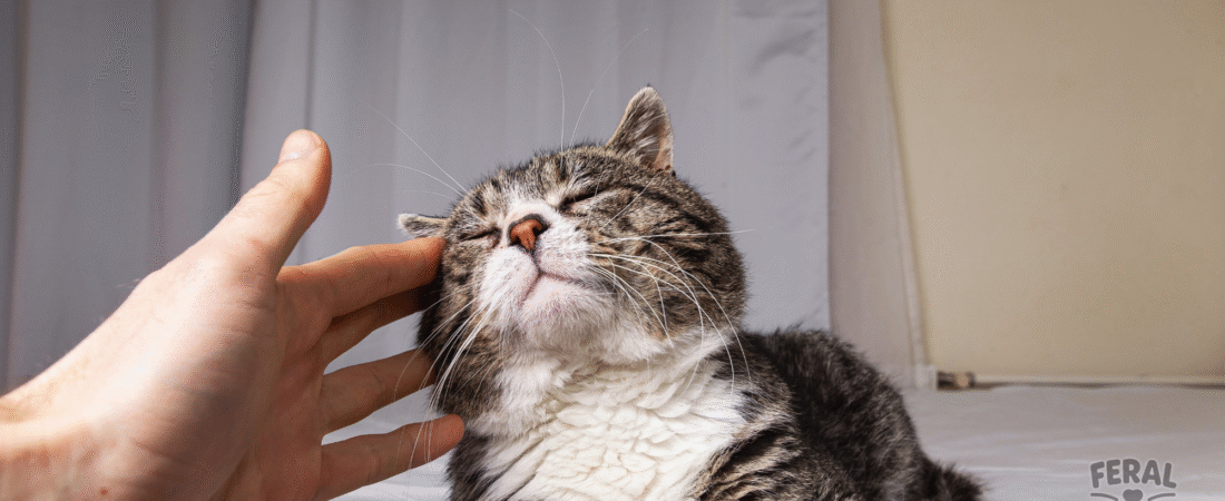 The Purr-plexing Purr: Why Cats Purr When Happy… and When They’re Hurting