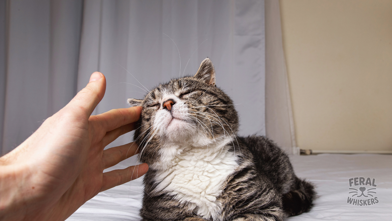 The Purr-plexing Purr: Why Cats Purr When Happy… and When They’re Hurting