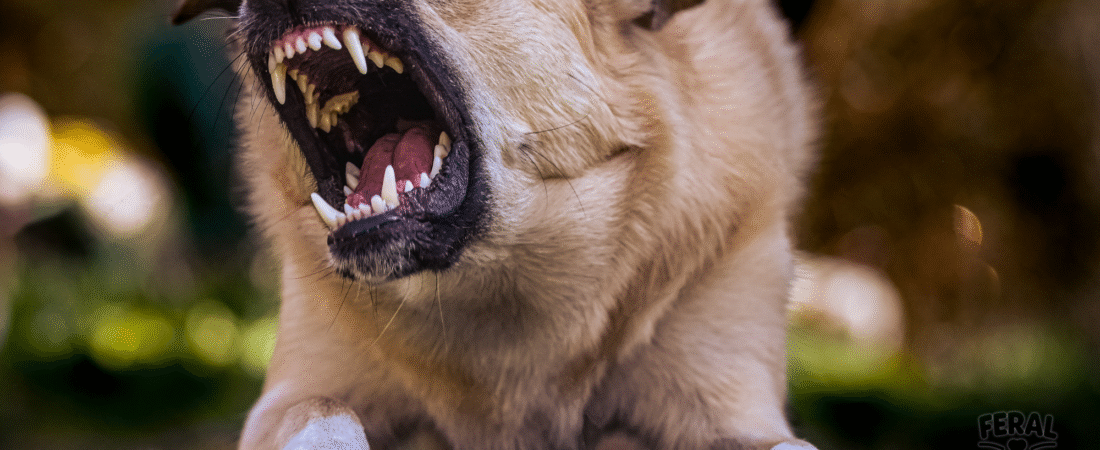 Resource Guarding in Dogs: Why They Protect Food and Toys and How to Fix It Safely