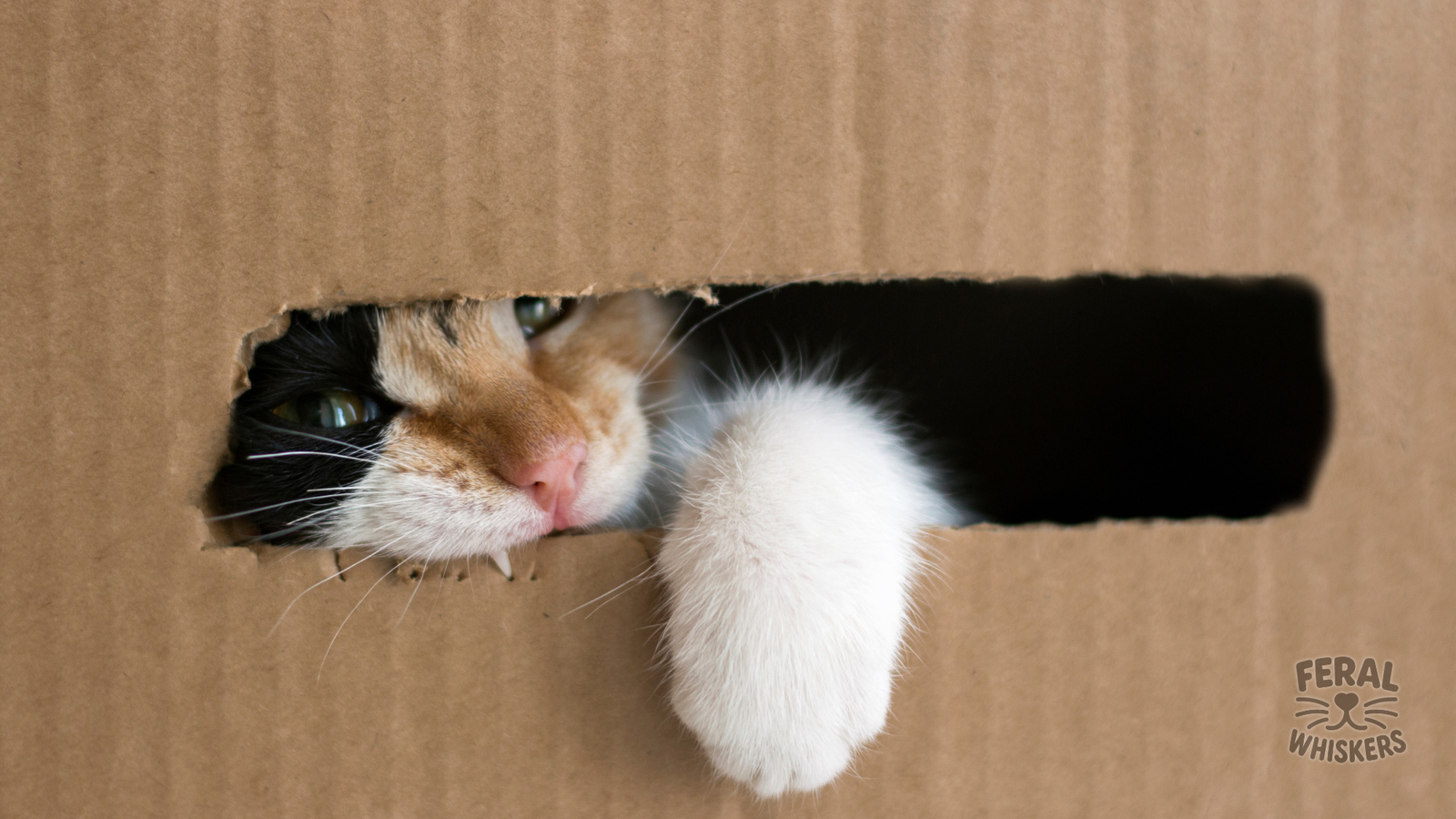 The Box Obsession: Why Cats Treat Cardboard Like Pure Gold
