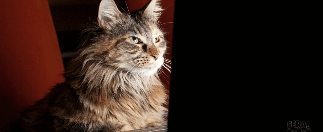 The Midnight Stampede: Why Your Cat Chooses 3 A.M. to Practice Parkour