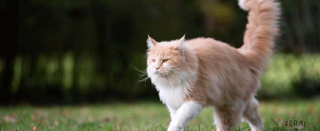 The Tail Language Code: Deciphering Those Whips, Flicks, and Twitchy Endings