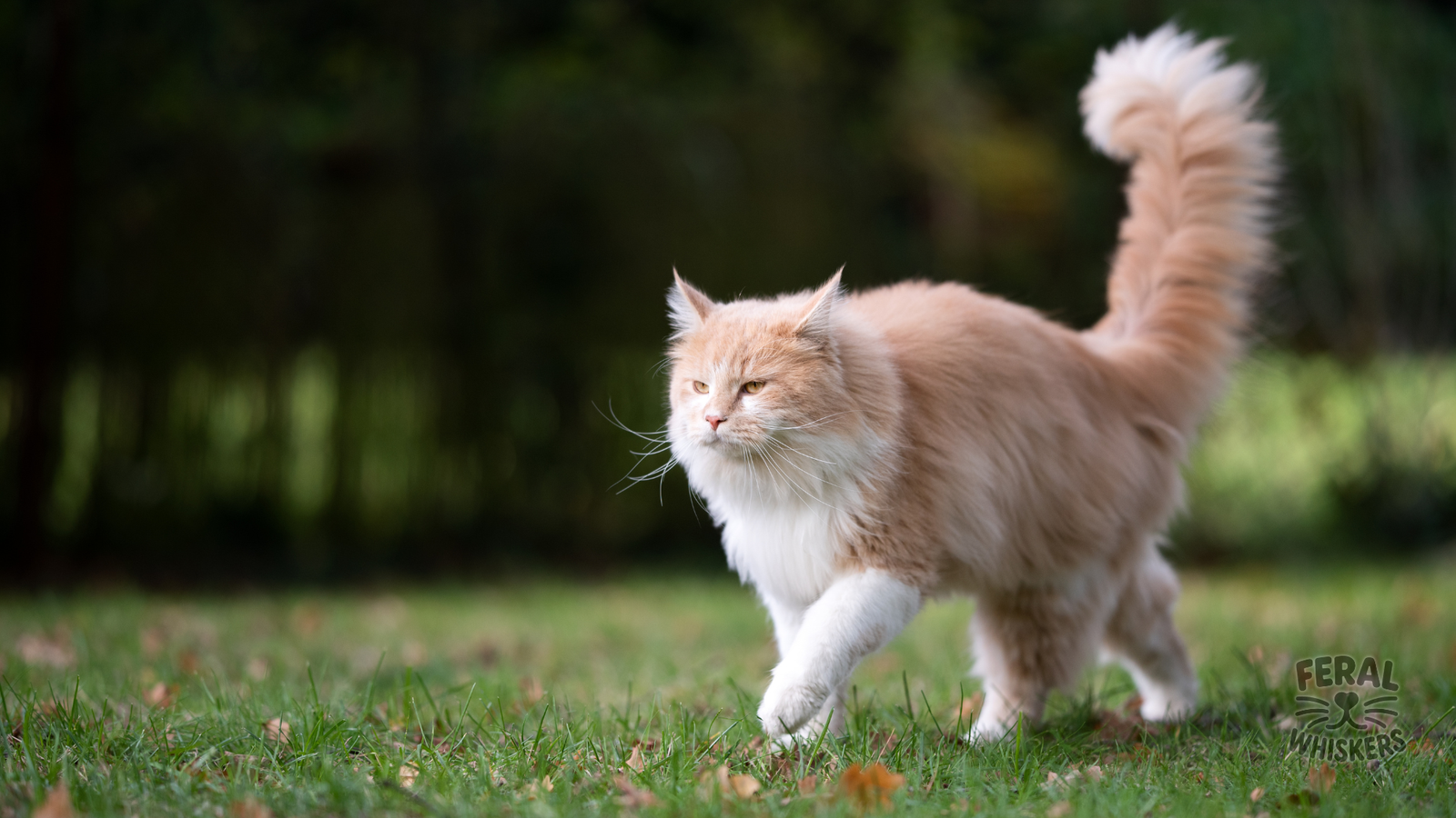 The Tail Language Code: Deciphering Those Whips, Flicks, and Twitchy Endings