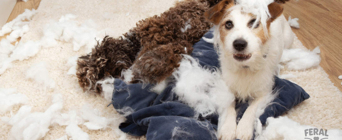 Dog Energy Levels and Mental Enrichment: Preventing “Bad” Behavior Before It Starts