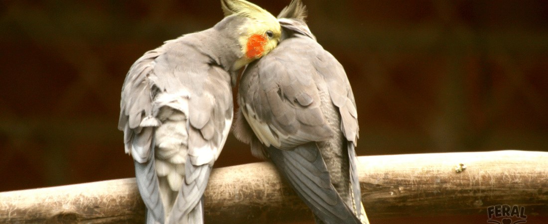 Cockatiels 101: Care, Training, Diet, and Lifespan