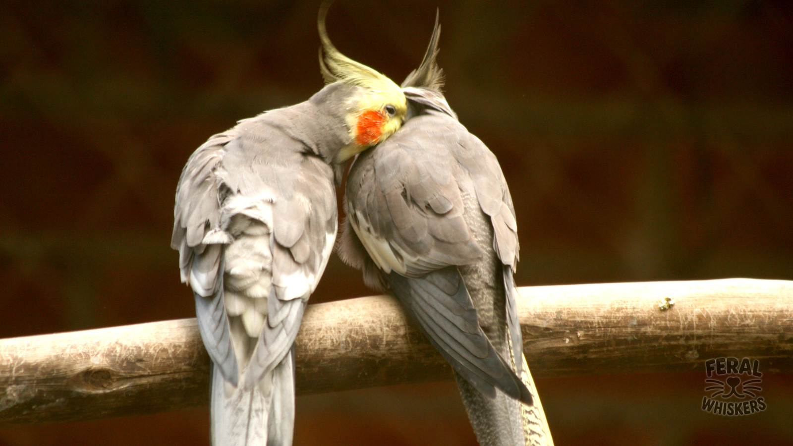 Cockatiels 101: Care, Training, Diet, and Lifespan