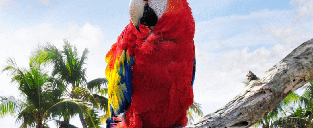 Parrot Talking & Training: Understanding Vocal Mimicry and Bonding