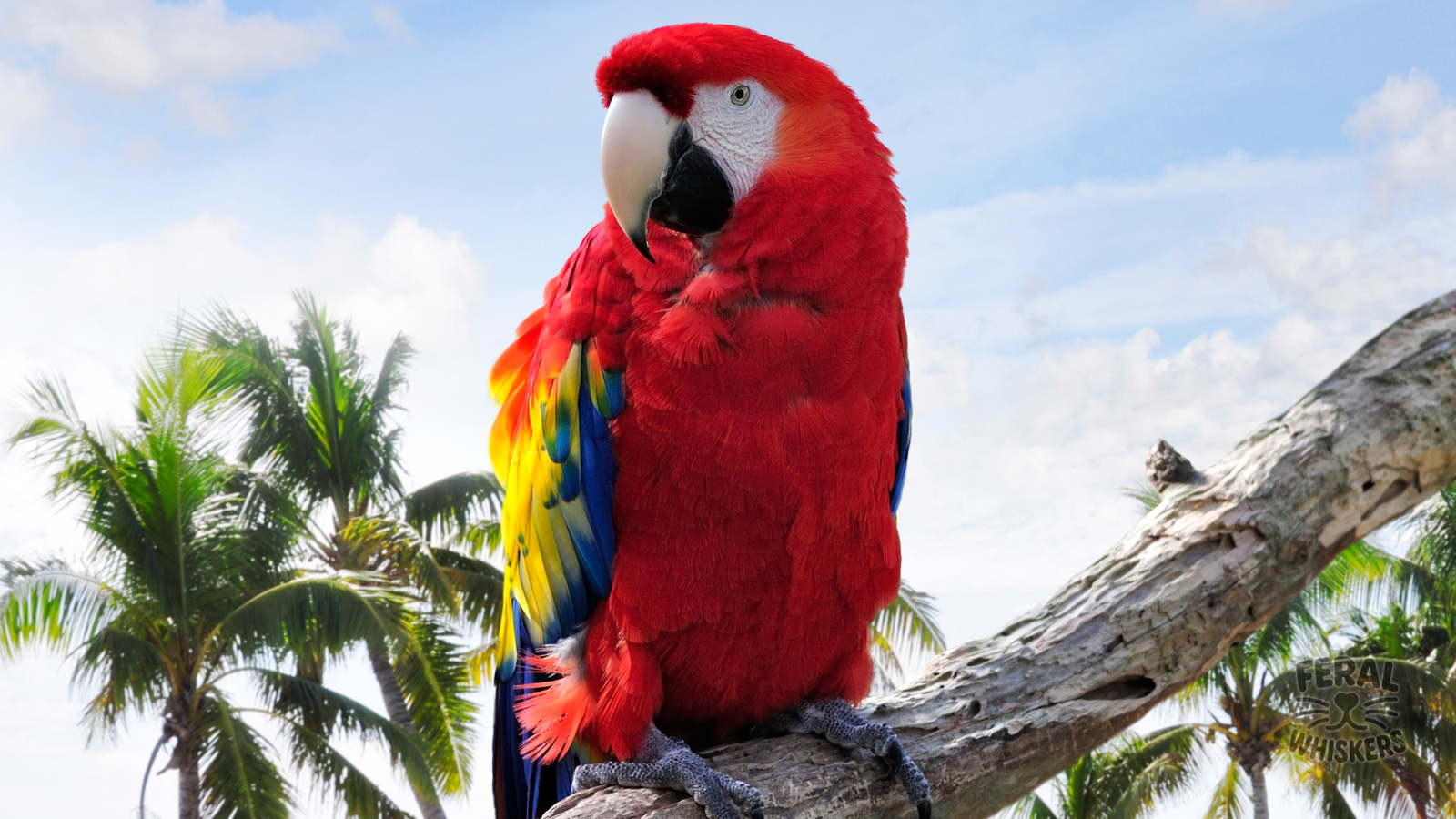 Parrot Talking & Training: Understanding Vocal Mimicry and Bonding