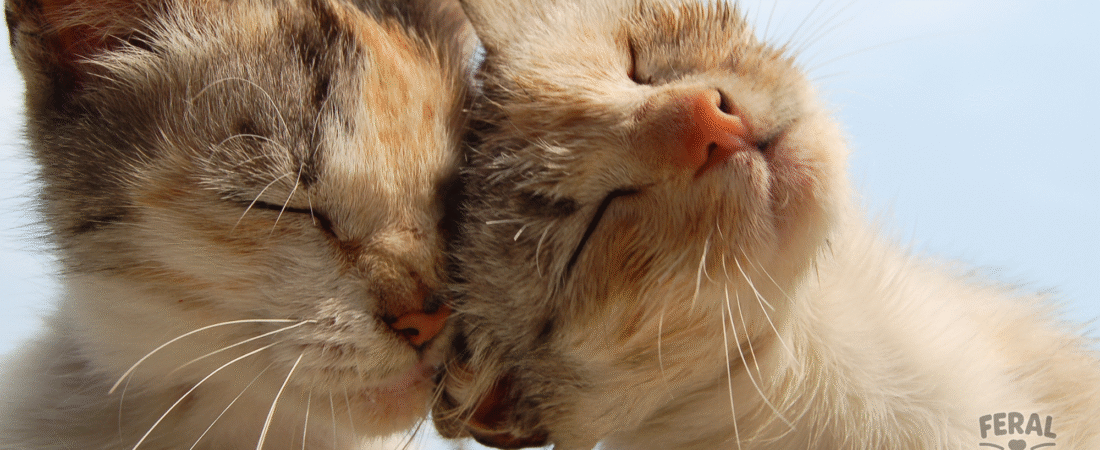 The Headbutt of Love: Why Cats Boop Humans With Their Heads