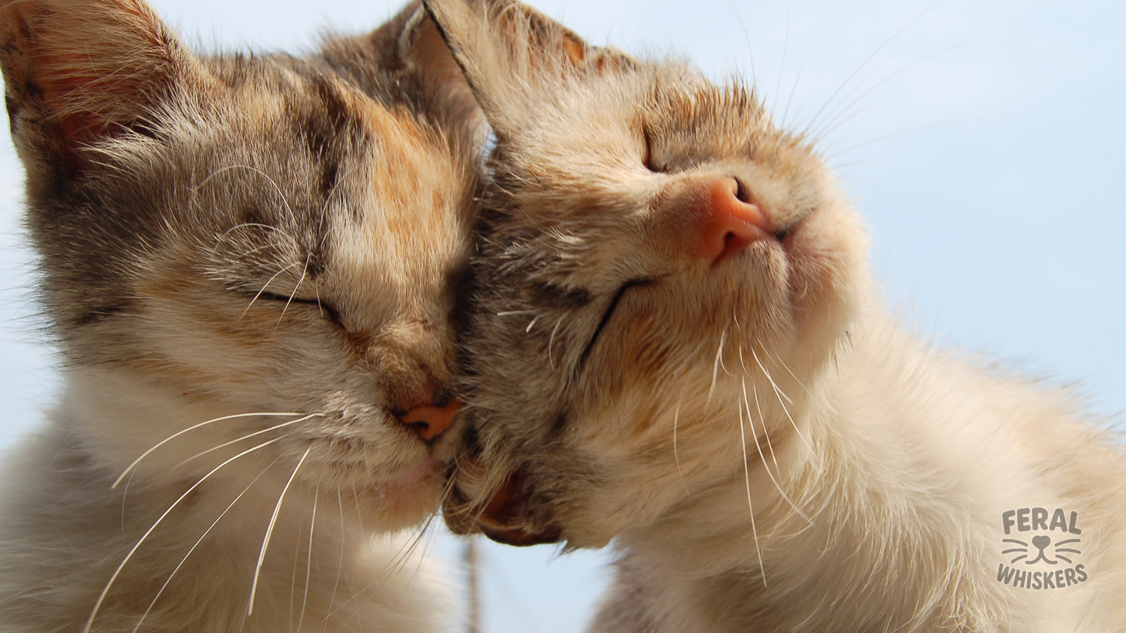 The Headbutt of Love: Why Cats Boop Humans With Their Heads