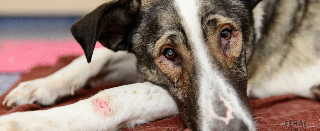 Canine Parvovirus (Parvo): Symptoms, Treatment, and Prevention