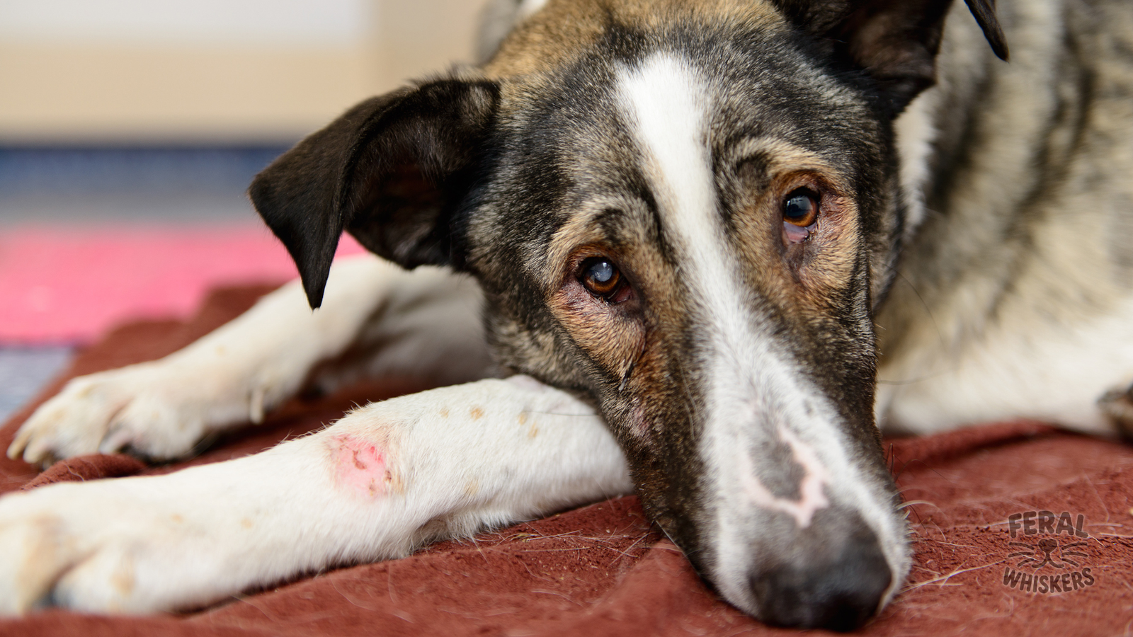 Canine Parvovirus (Parvo): Symptoms, Treatment, and Prevention