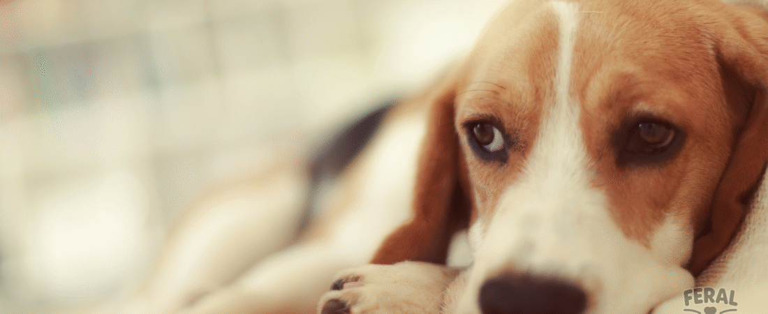 Canine Distemper Virus: Symptoms, Treatment, and Prevention