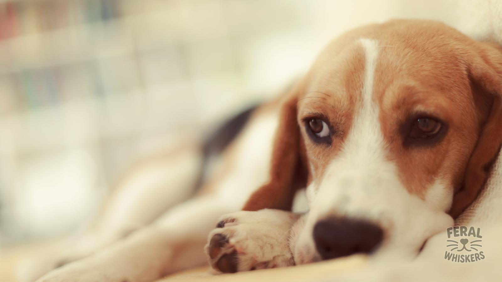 Canine Distemper Virus: Symptoms, Treatment, and Prevention