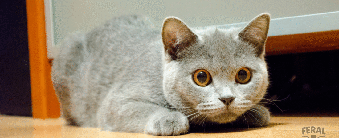 The Stare-Down Game: Why Your Cat Watches You From Across the Room (Like a Tiny FBI Agent)
