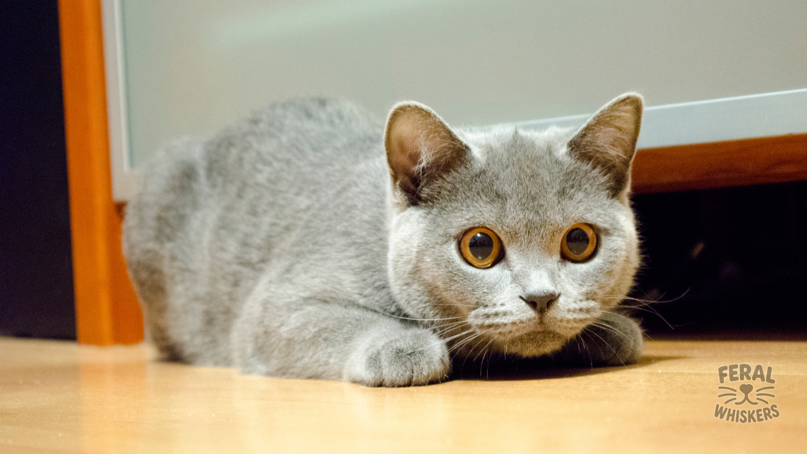 The Stare-Down Game: Why Your Cat Watches You From Across the Room (Like a Tiny FBI Agent)