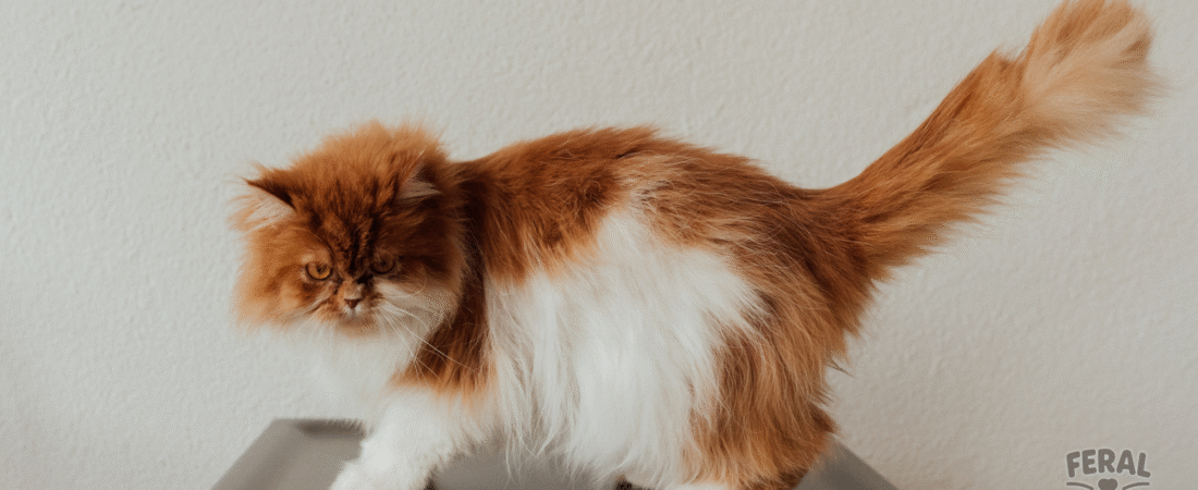 The Ultimate Guide to Quirky Cat Behaviors: From Zoomies to Box Obsessions