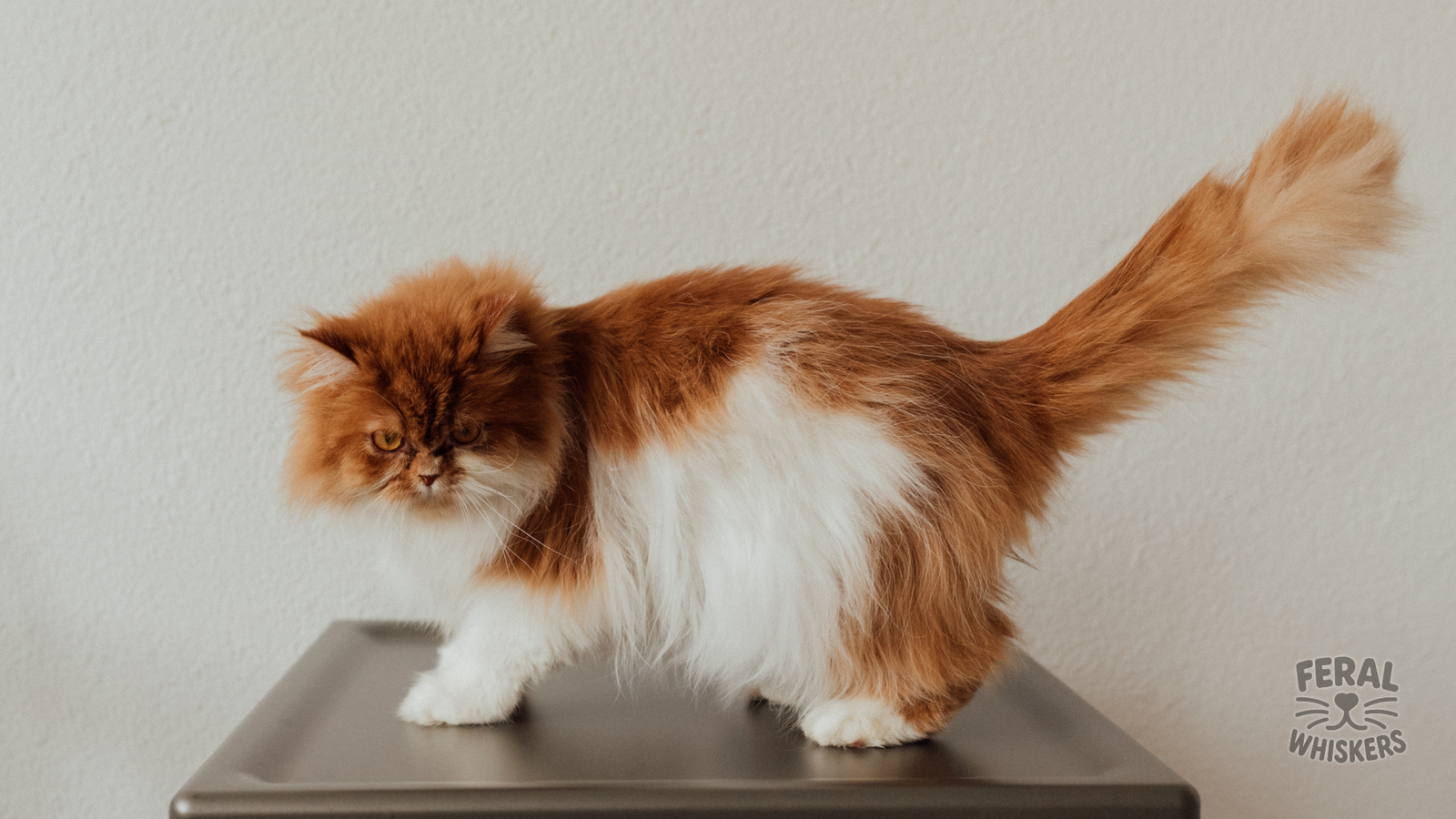 The Ultimate Guide to Quirky Cat Behaviors: From Zoomies to Box Obsessions