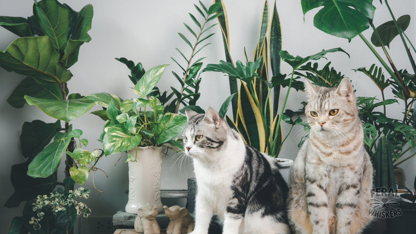 The Gravity Experiment: Why Cats Knock Things Off Tables On Purpose