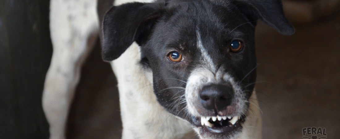 Rabies in Dogs: Symptoms, Transmission, and Prevention