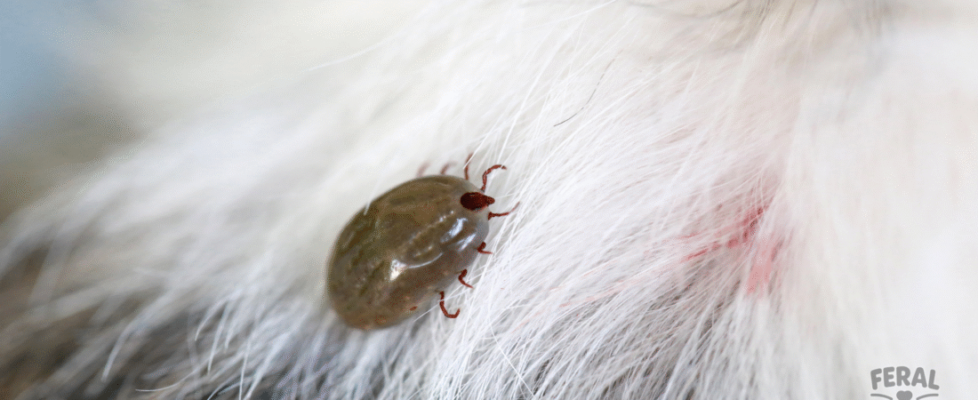 Lyme Disease in Dogs: Symptoms, Treatment, and Prevention