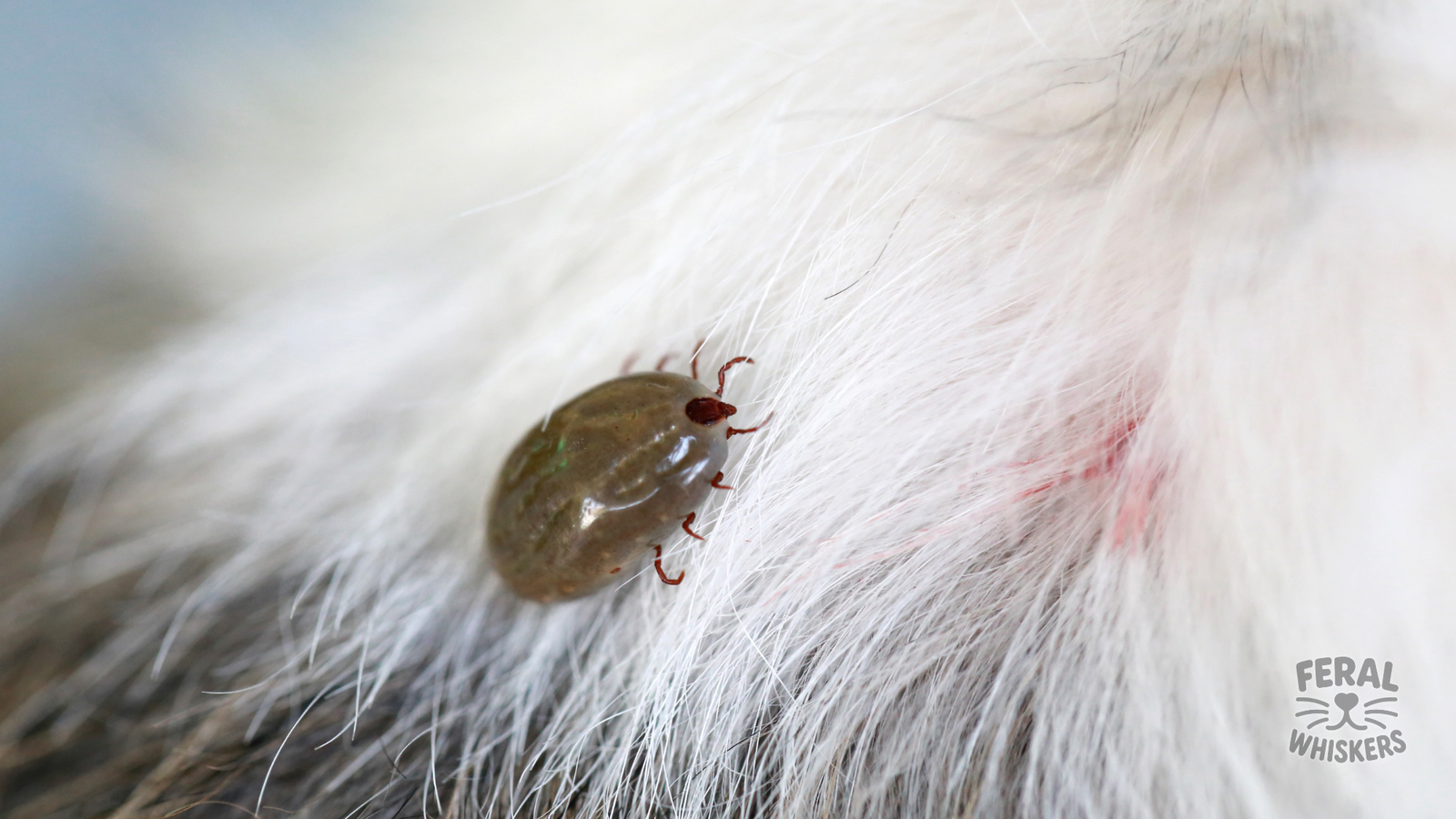Lyme Disease in Dogs: Symptoms, Treatment, and Prevention