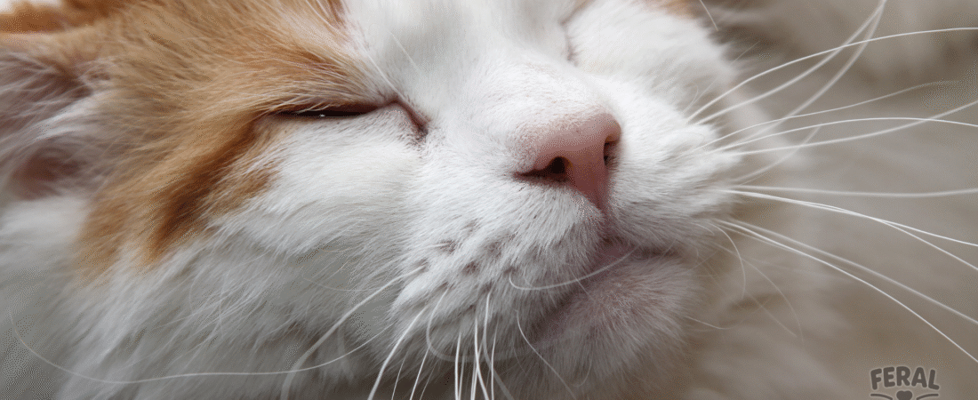 The Eyes Have It: Cat Eye Language and the Power of the Slow Blink