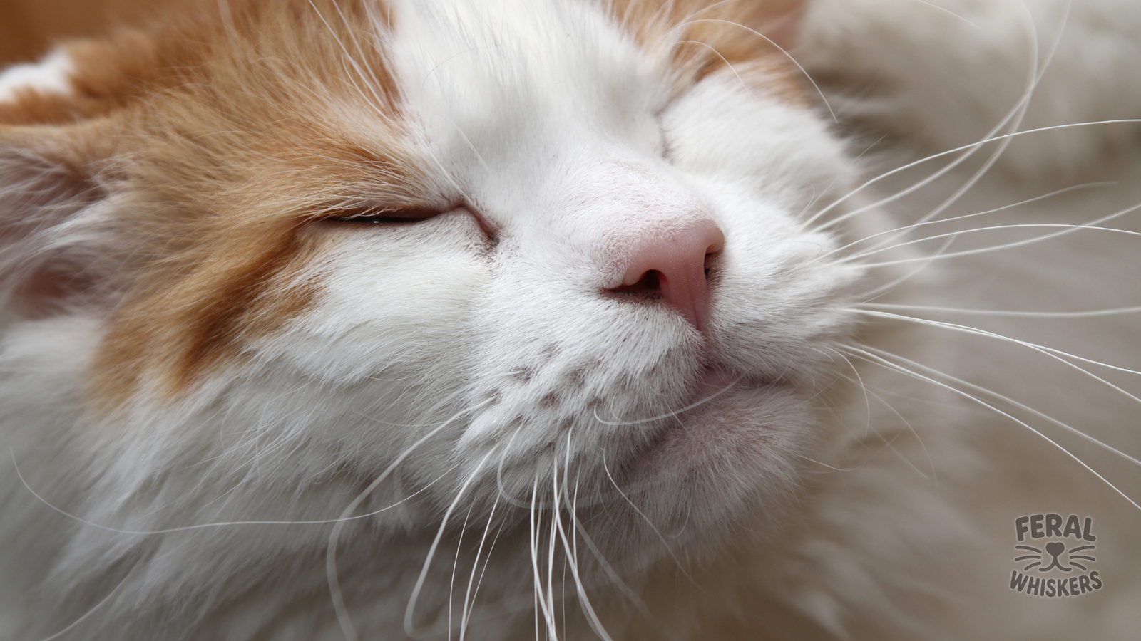 The Eyes Have It: Cat Eye Language and the Power of the Slow Blink