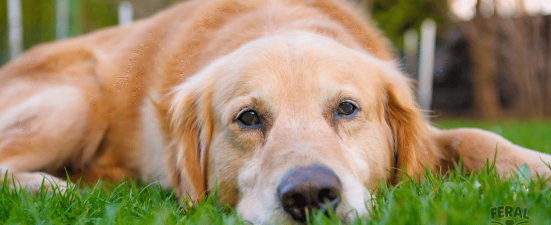 Canine Influenza (Dog Flu): Symptoms, Treatment, and Prevention