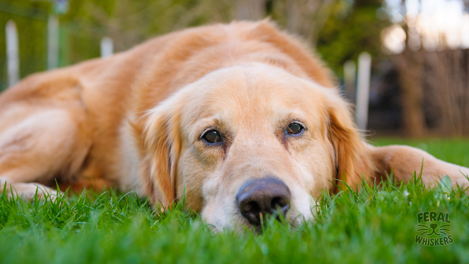 Canine Influenza (Dog Flu): Symptoms, Treatment, and Prevention