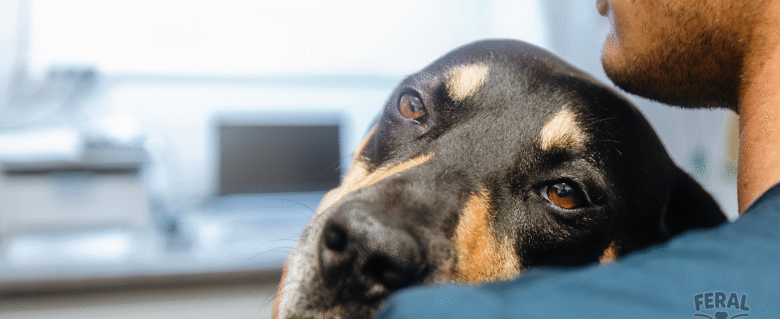 Canine Coronavirus (CCoV) in Dogs: Symptoms, Treatment, and Prevention