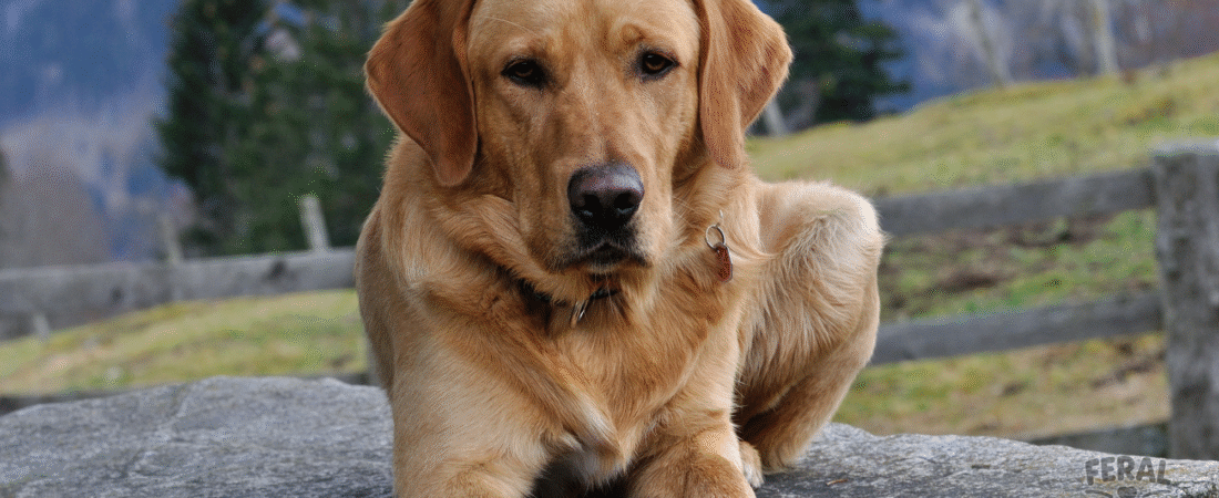 Brucellosis in Dogs: Symptoms, Treatment, Holistic Prevention, and Care Guide