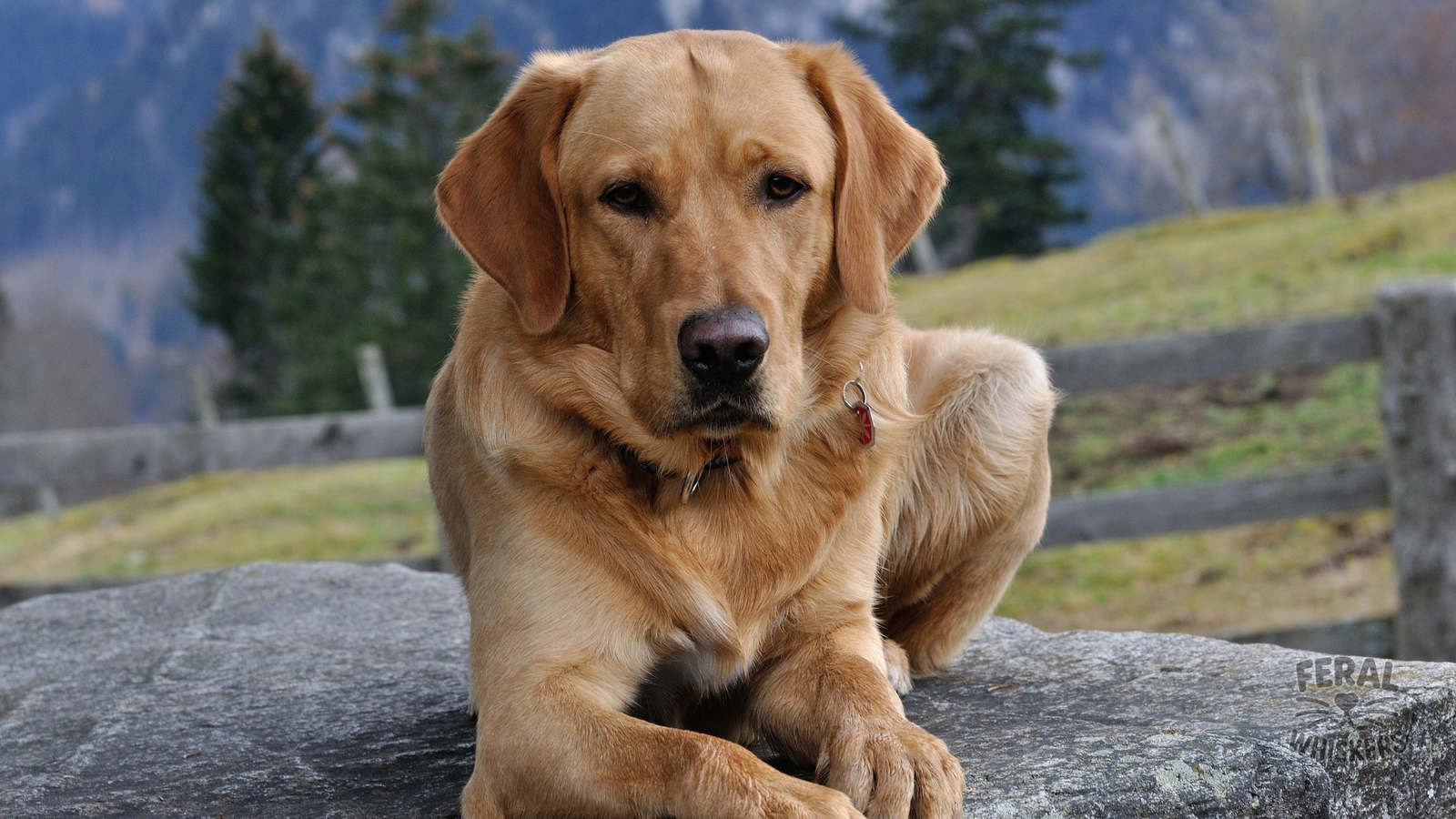 Brucellosis in Dogs: Symptoms, Treatment, Holistic Prevention, and Care Guide