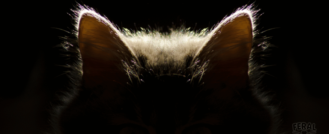 Ear Radar: How Cats Use Their Ears to Speak