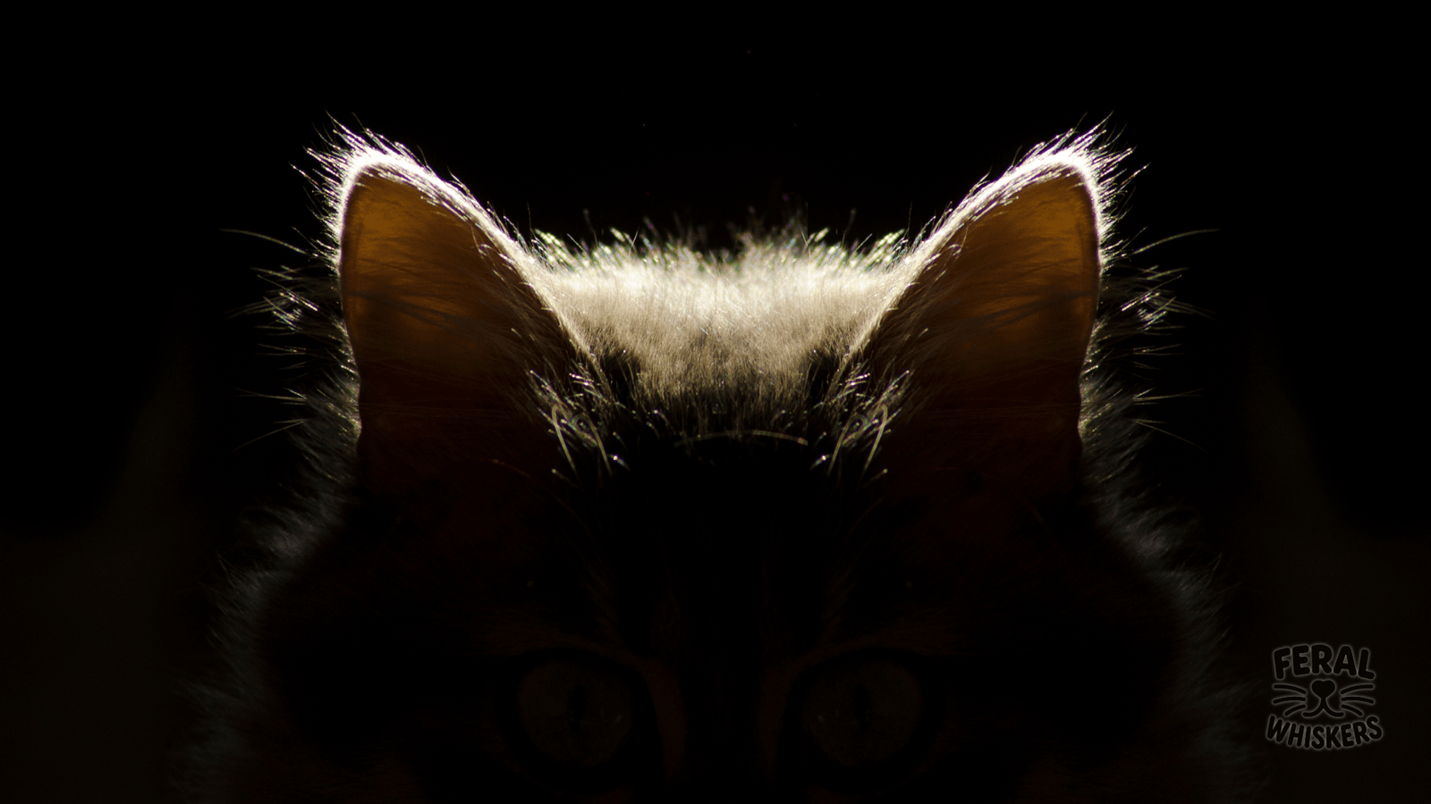 Ear Radar: How Cats Use Their Ears to Speak