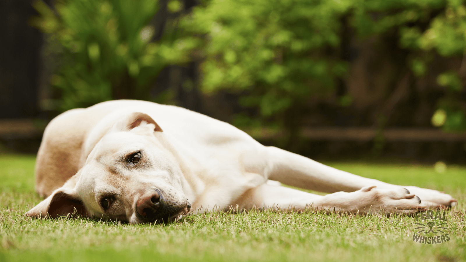 Canine Anxiety & Stress: Natural Remedies and Calming Rituals